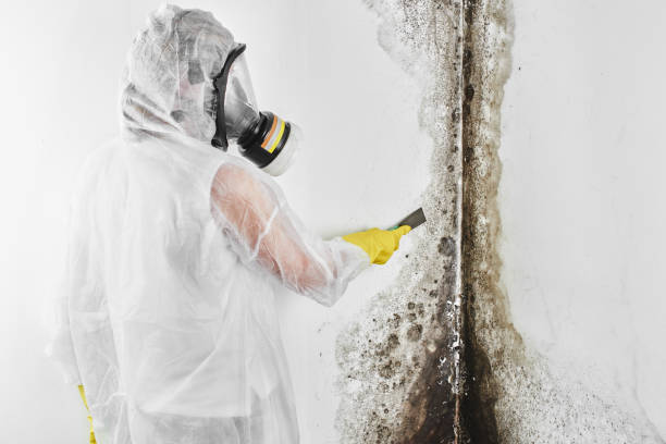 Best Professional Mold Removal  in Biscayne Park, FL