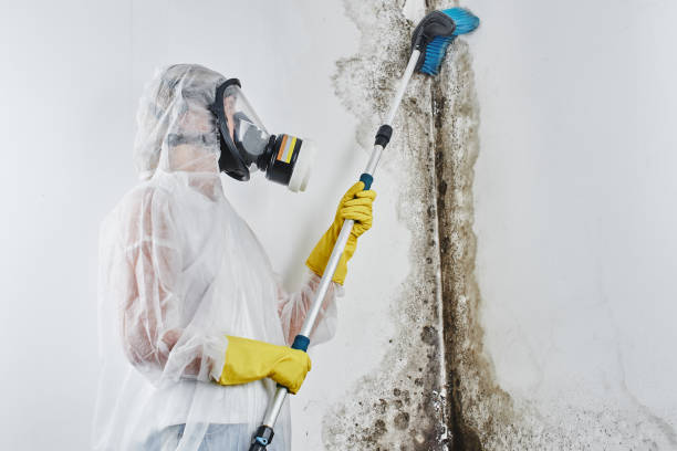 Best Mold Damage Repair  in Biscayne Park, FL