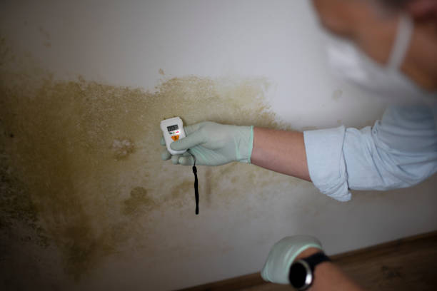 Best Certified Mold Removal  in Biscayne Park, FL