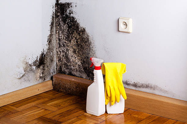 Best Home Mold Removal  in Biscayne Park, FL
